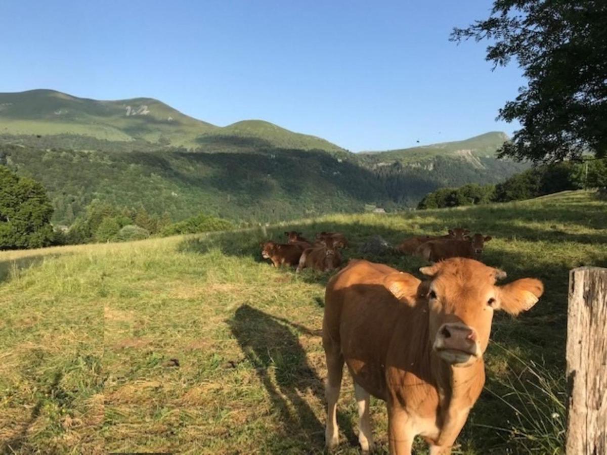 Mont-Dore T3 Duplex Avec Wifi Et Animaux Admis - Fr-1-608-26 Exterior foto